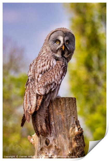 Majestic Great Grey Owl Print by Darren Wilkes