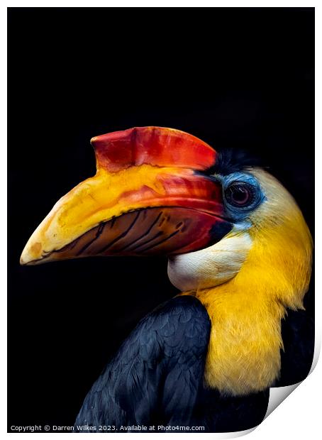 Majestic Wrinkled Hornbill Print by Darren Wilkes