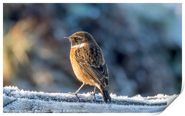The Frosty Stonechat Print by Darren Wilkes
