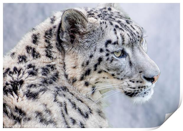 The Elusive Snow Leopard  Print by Darren Wilkes