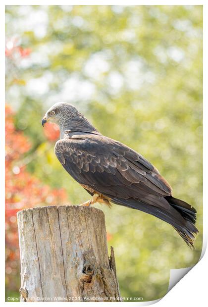 Black Kite Resting In The Afternoon Sun  Print by Darren Wilkes