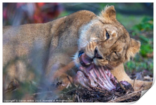 Female Lion - Having Ribs  Print by Darren Wilkes