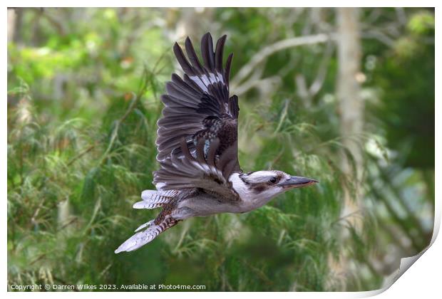 Kookaburra In Flight  Print by Darren Wilkes