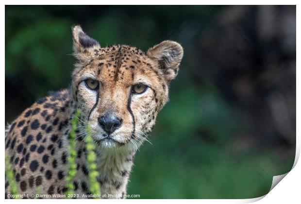 Female Cheetah Watching For Danger Print by Darren Wilkes