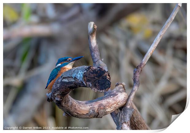 Young Male Kingfisher Print by Darren Wilkes
