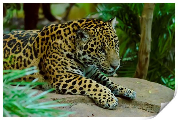 Jaguar King of the Jungle Print by Darren Wilkes