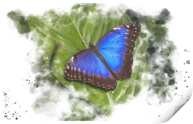 Butterfly Watercolour Art Print by Darren Wilkes