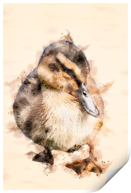 Duckling  Print by Darren Wilkes