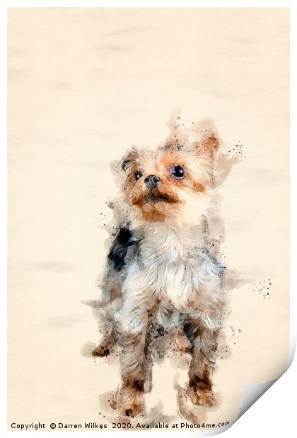 Yorkshire Terrier Print by Darren Wilkes