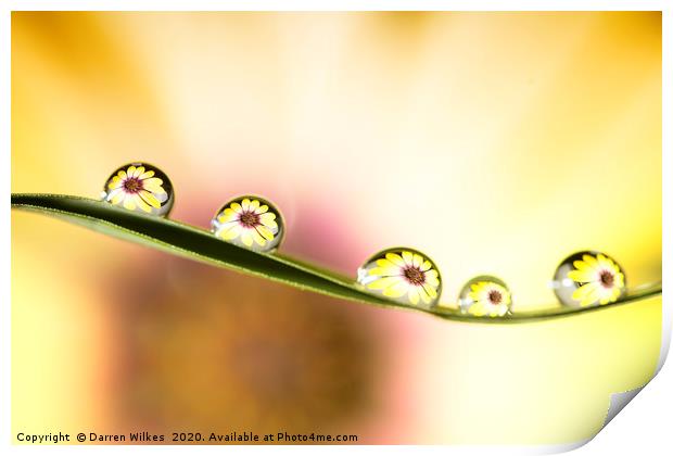 Daisy Water Refraction Print by Darren Wilkes