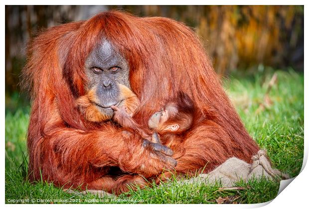 Orangutan And Baby Print by Darren Wilkes