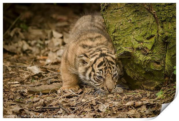 Tiger Cub Print by Darren Wilkes