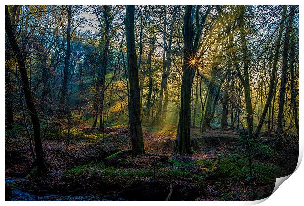 Autumn woodland sunrise Print by tim jones