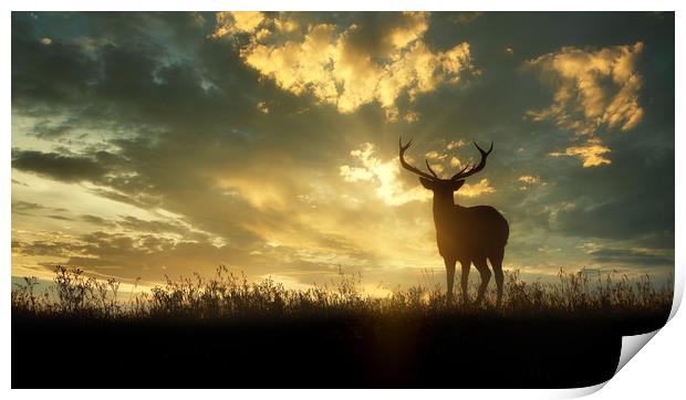 deer at sunset Print by Guido Parmiggiani