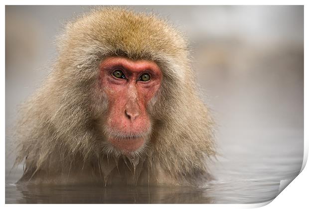 Japanese Macaque in Onsen Print by Keith Naylor