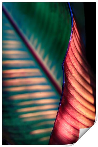 Banana Leaf Print by Ceri Jones