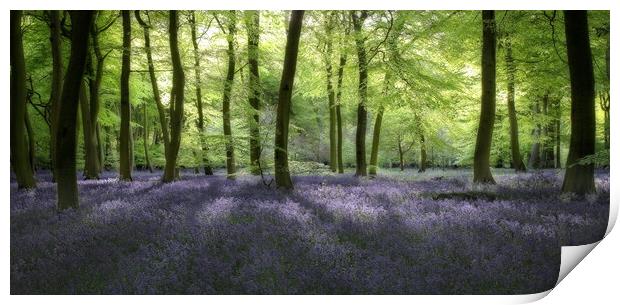 Evening Bluebells Print by Ceri Jones