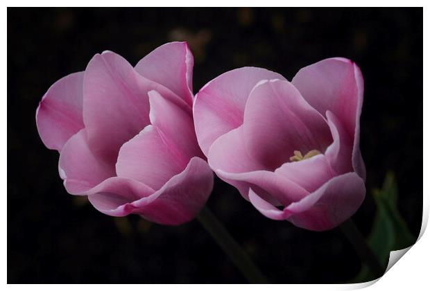 Pink Tulips Print by Ceri Jones