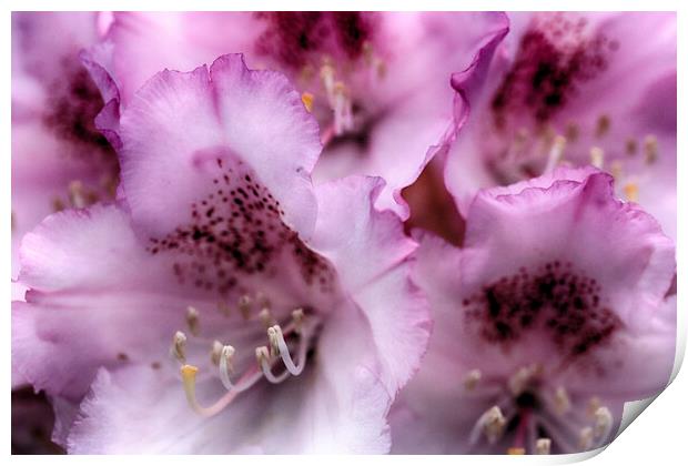 Rhododendron flowers Print by Ceri Jones