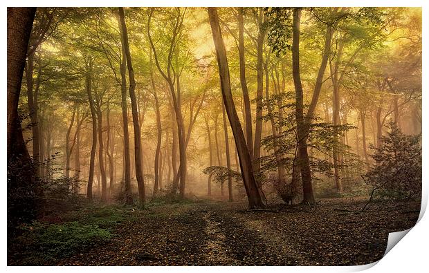 Autumn Morning Woods Print by Ceri Jones