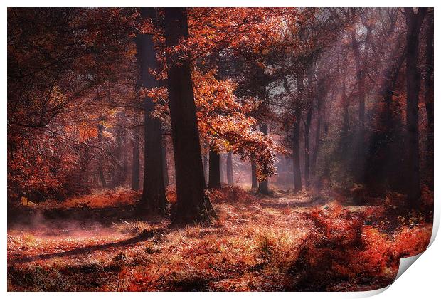 Fresh Autumn Woodlands Print by Ceri Jones