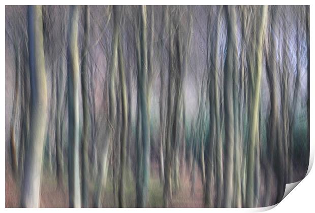 Colour of the Winter Woods Print by Ceri Jones