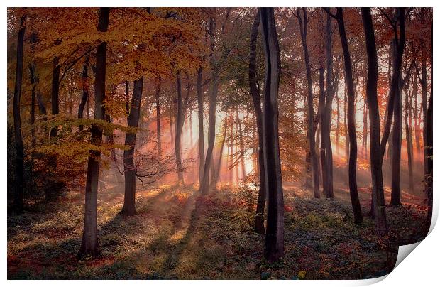Golden Autumn Light Print by Ceri Jones