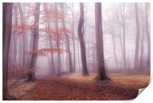 Foggy Woods Print by Ceri Jones