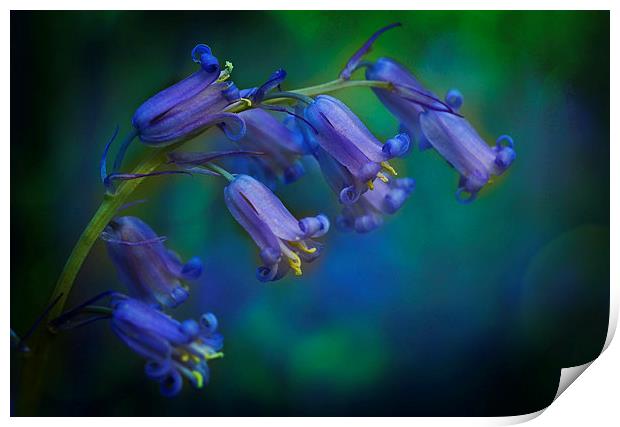 Bluebells Print by Ceri Jones