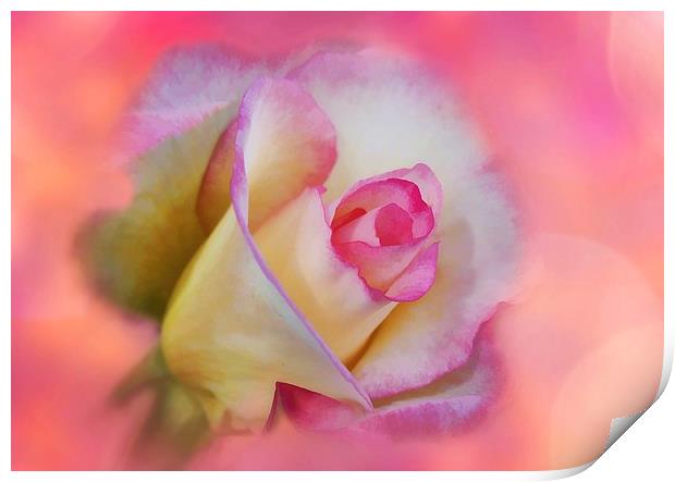 Photo-Art The Pink Rose Print by Ceri Jones