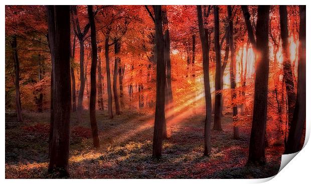 Autumn Woodland Sunlight Print by Ceri Jones