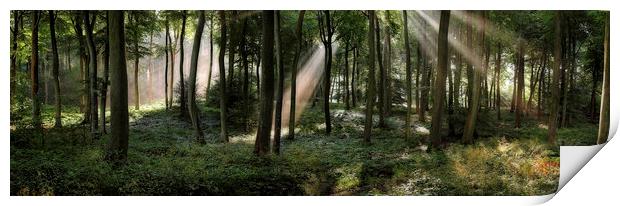 Panoramic Summer Woods Print by Ceri Jones