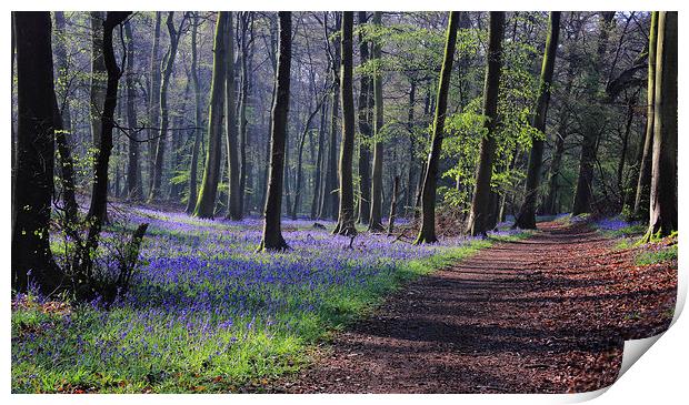 Bluebells in Spring Woodlands Print by Ceri Jones