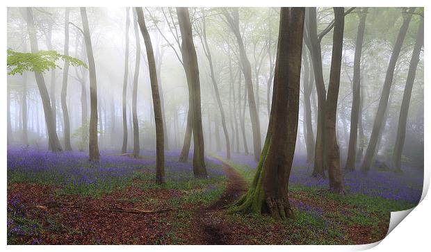 Bluebell Path in Misty Woodlands Print by Ceri Jones