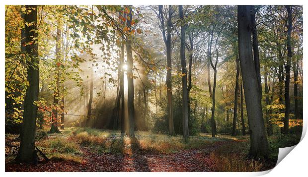  Morning Misty Woods Print by Ceri Jones