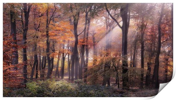  Autumn Light Print by Ceri Jones