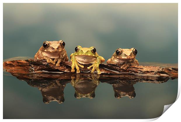  Three Peacock Tree Frogs on a rock Print by Ceri Jones