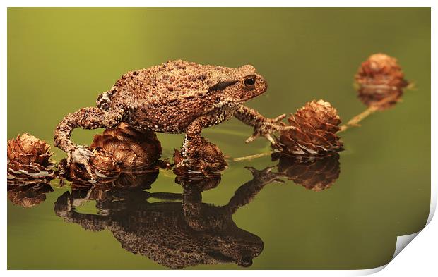  Common European Toad Print by Ceri Jones