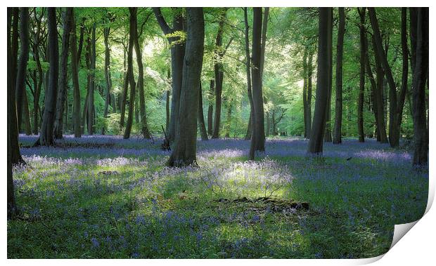  Spring Bluebell Woods Print by Ceri Jones