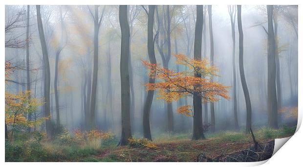  Morning Woodlands Print by Ceri Jones