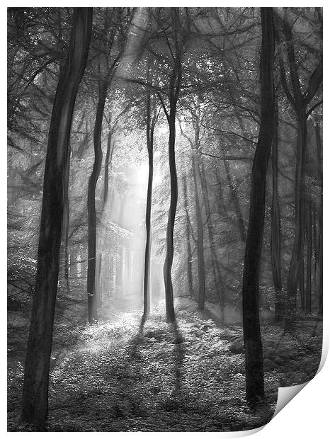  The light and shadows of the forest Print by Ceri Jones