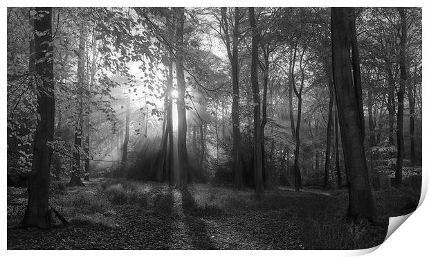  Misty Morning Woodlands B&W Print by Ceri Jones