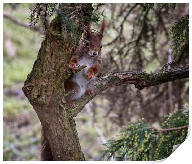 Red Squirrel Print by Ceri Jones