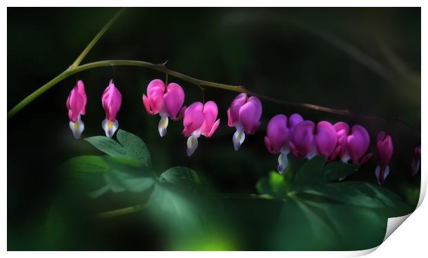 Bleeding Hearts Print by Ceri Jones