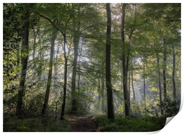 Morning Woodlands Print by Ceri Jones