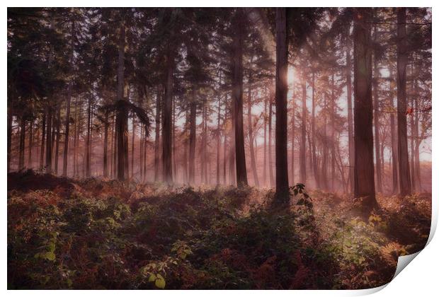 Forest Dawn Print by Ceri Jones