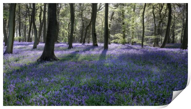 Bluebell Woods Print by Ceri Jones