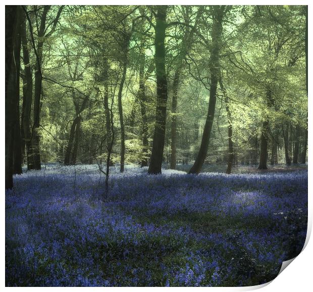 Evening Bluebell Woods Print by Ceri Jones