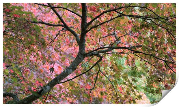 Autumn Leaves Print by Ceri Jones