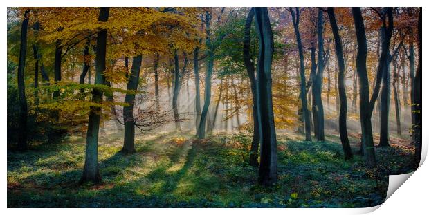 Morning Autumn Woods Print by Ceri Jones